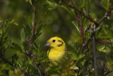 Yellowhammer