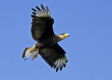 Crested Caracara