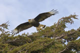 Crested Caracara