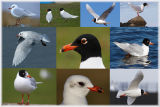 Mediterranean Gulls in Amble