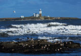 Coquet Island