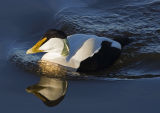 Eider Duck