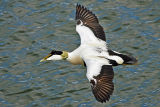 Eider Duck