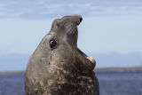 Southern Elephant Seal