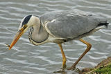 Grey Heron