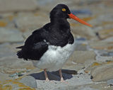 Magellanic Oystercatcher