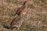Grey Partridges