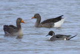 Pintail