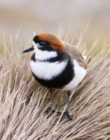 Two-banded Plover