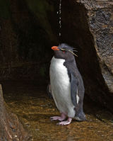 Rockhopper Penguin