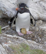 Rockhopper Penguin