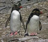 Rockhopper Penguins