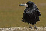 Rook