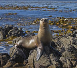 Falkland Fur Seal