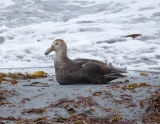 Southern Giant Petrel