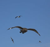 Falkland Skua
