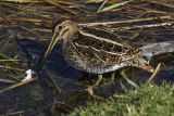 Snipe