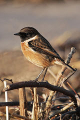 Stonechat