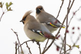 Waxwings