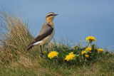 Wheatear