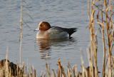 Wigeon