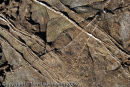 Rocks at Broad Haven, Pembrokeshire