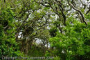 Teague's Wood, Pembrokeshire