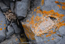 Fossils, Castlemartin Range, Pembrokeshire