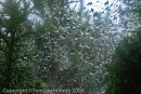 Water on spider web