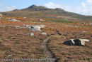 Carn Llidi from St David's Head