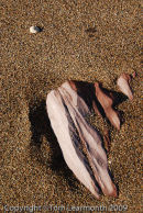 Sand at Swan Lake Bay