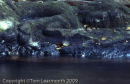 River Carvings