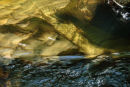 Afon Ystwyth