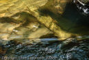 Afon Ystwyth