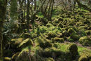 Ty Canol woods