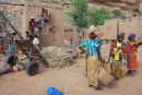 Millet harvest, Teli village, Mali