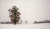 Solitude