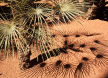 Jardin Majorelle, Marrakech
