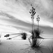 Yucca plant, White Sands