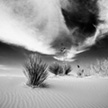 Yucca at White Sands 2
