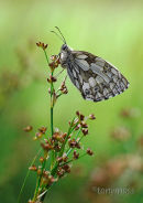 marbled white 