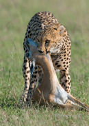 cheetah with thompsons gazelle #2