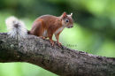 red squirrel