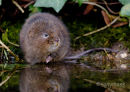 water vole #3
