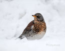 fieldfare in snow