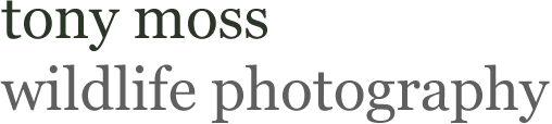 wildlife photography of the new forest - tony moss