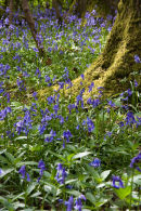 Weston Bluebells