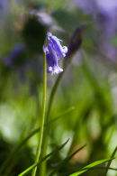 Lonely Bluebell