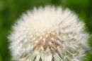 Dandelion clock