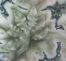Aralia